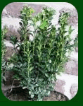 buxus plant